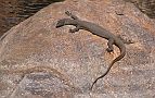 07-Lace Monitor basks in the sun at Bell Gorge